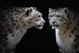 Like a mirror - Panthera Uncia Poster och Canvastavla