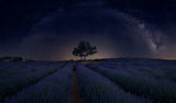Lavanda Milky Way Poster och Canvastavla