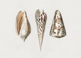 Three Mollusks Crop Poster och Canvastavla