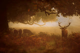 Painted Morning Poster och Canvastavla