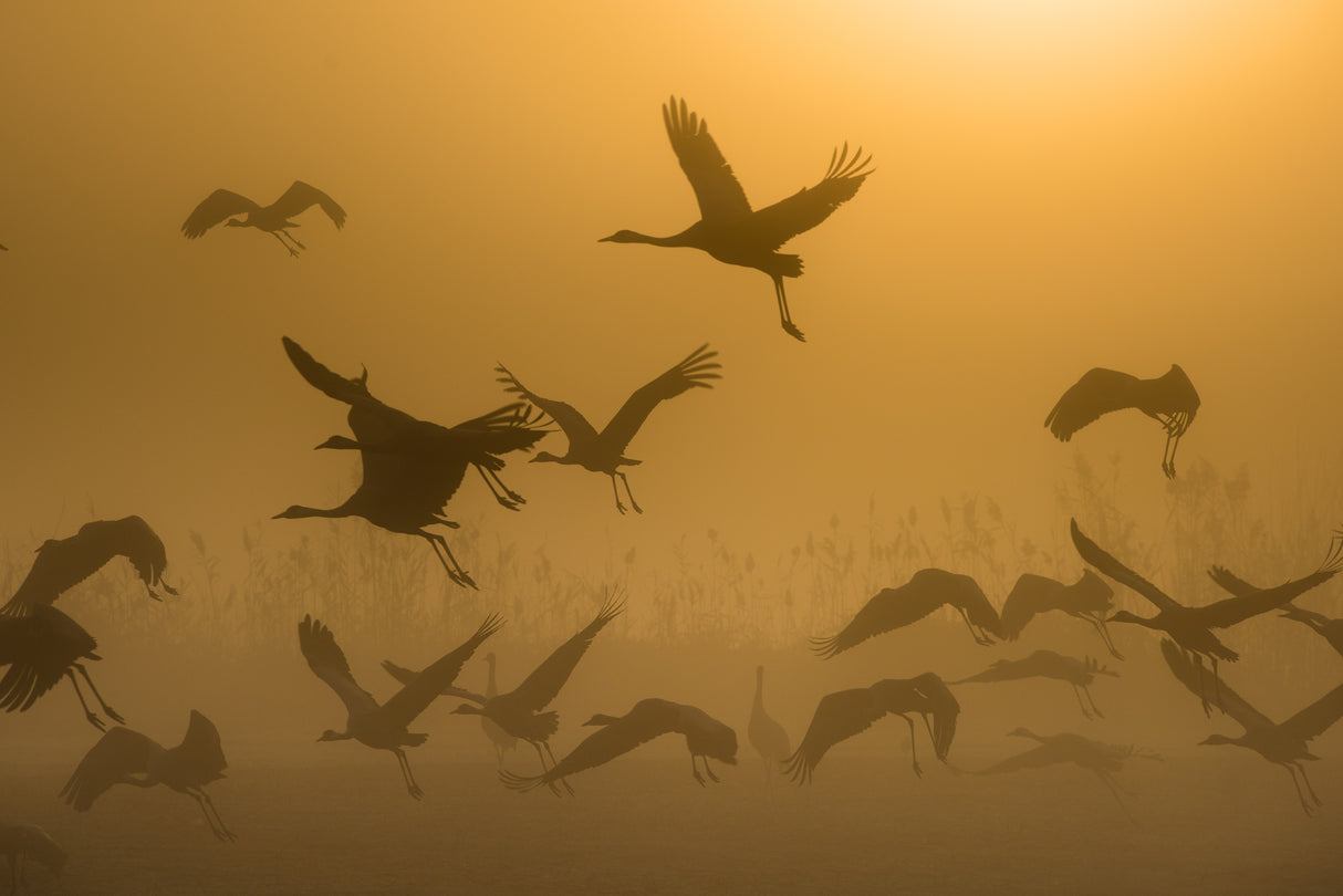 Sunrise with Cranes Poster och Canvastavla
