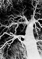 Oak Tree 01 Poster och Canvastavla