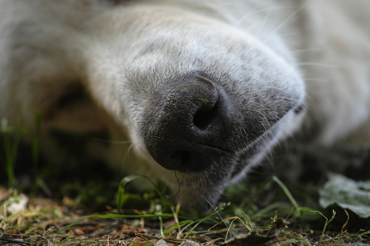 Sleeping Dog Poster och Canvastavla