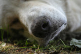 Sleeping Dog Poster och Canvastavla