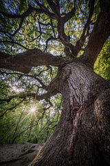 The Witches’ Oak Poster och Canvastavla