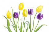 Tulip Poster och Canvastavla