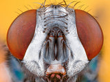 "Blow fly" Poster och Canvastavla