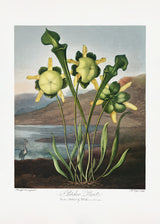Pitcher Plant from The Temple of Flora (1807) Poster och Canvastavla