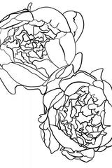 Sally's peonies in black and white Poster och Canvastavla