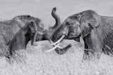 Elephant "Tai Chi" Poster och Canvastavla