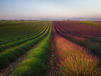 Field of lavender Poster och Canvastavla