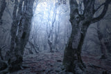 Forest gates Poster och Canvastavla