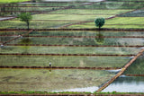 rice field on man Poster och Canvastavla