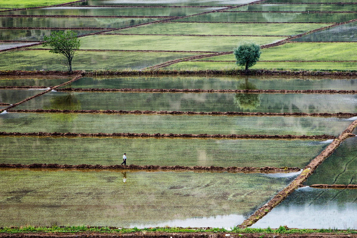 rice field on man Poster och Canvastavla