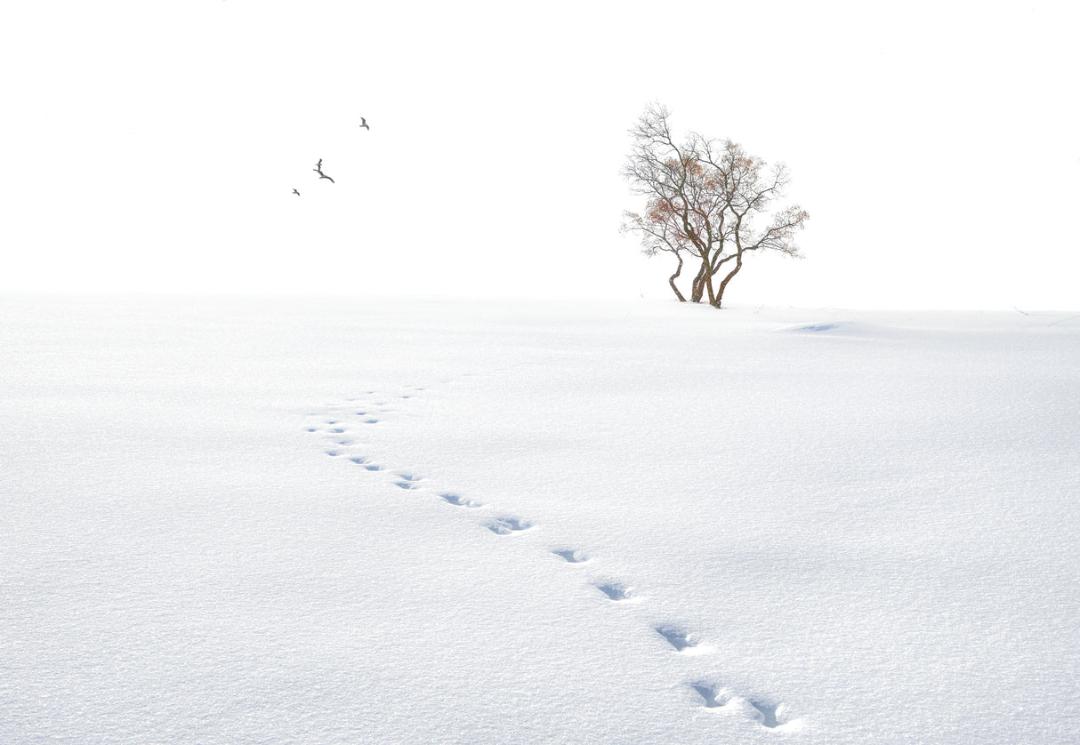A snow day Poster och Canvastavla