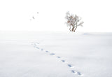A snow day Poster och Canvastavla