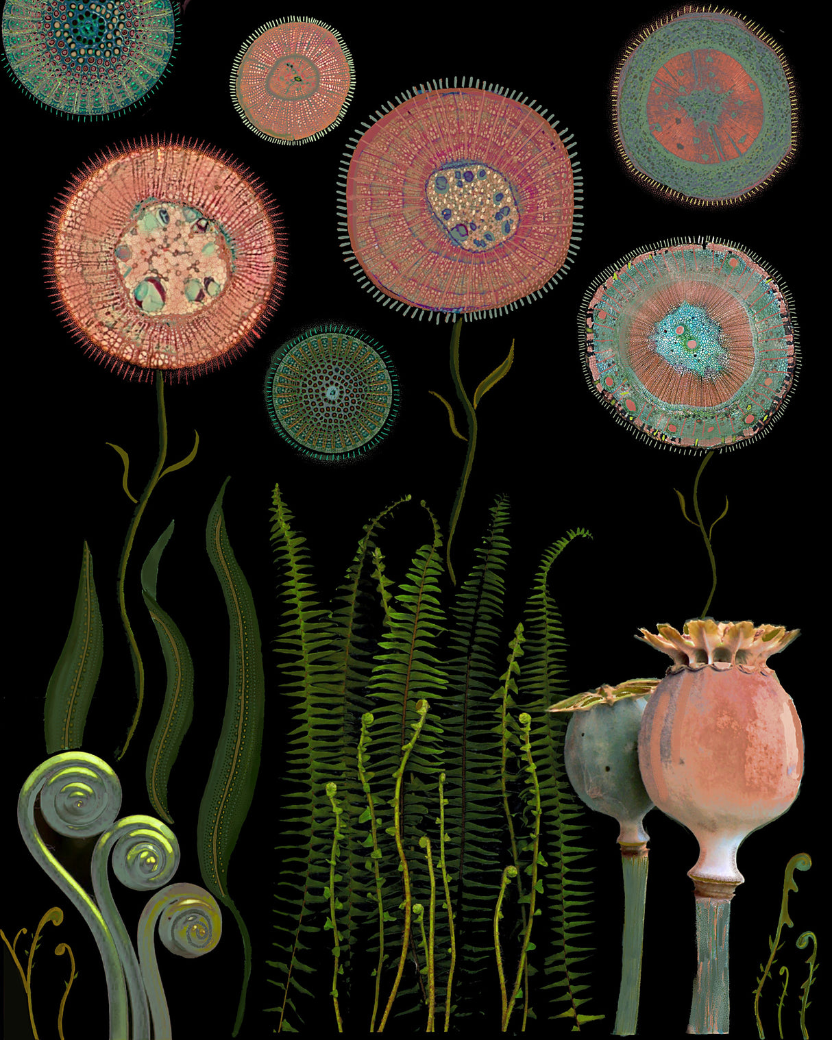 Poppy Garden.png Poster och Canvastavla