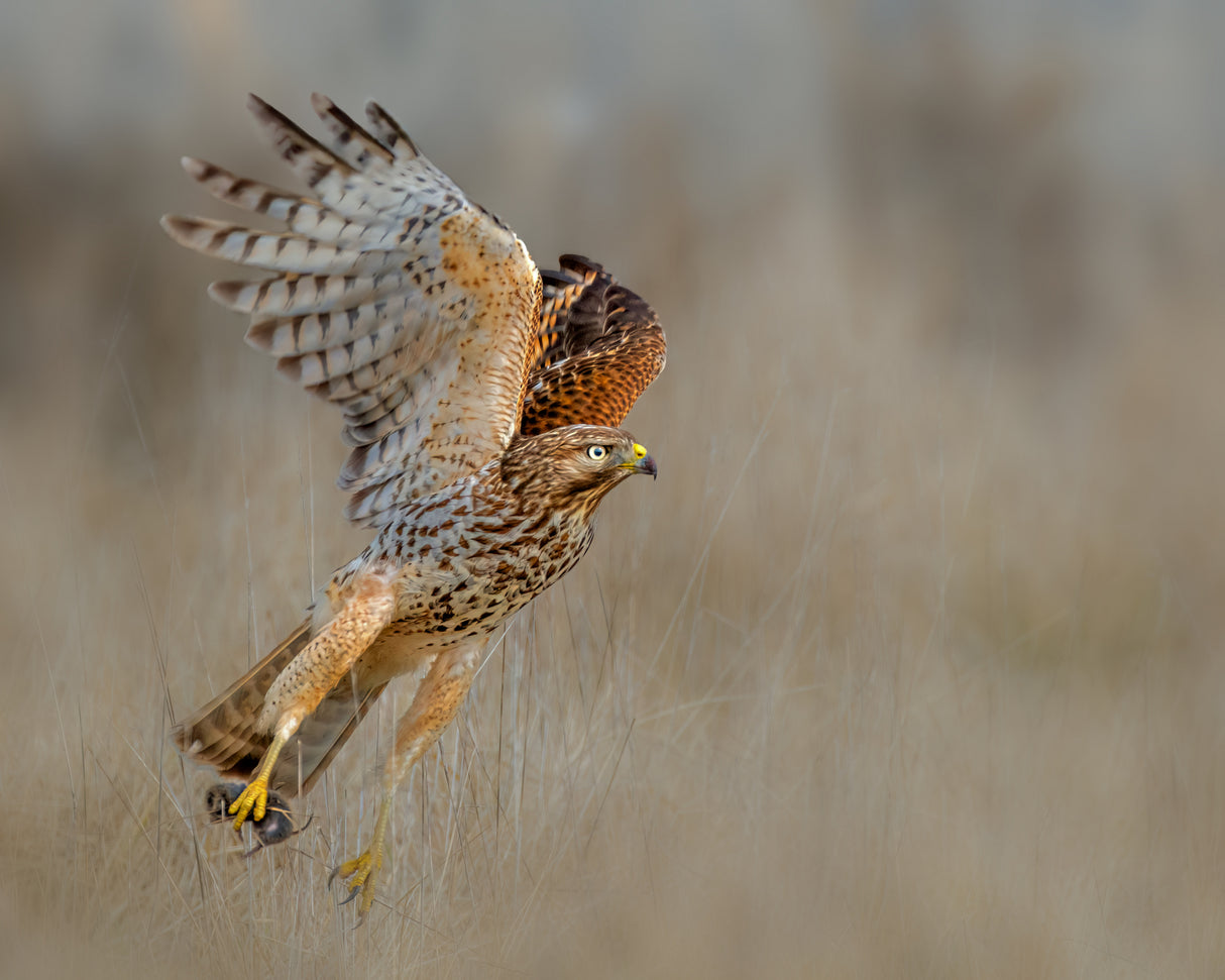 Red shouldered hawk capturing a vole Poster och Canvastavla
