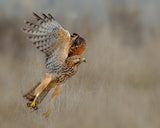 Red shouldered hawk capturing a vole Poster och Canvastavla