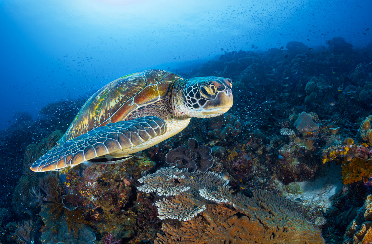 Green sea turtle from Raja Ampat Poster och Canvastavla