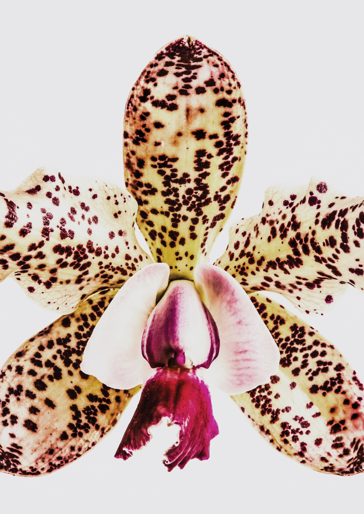 Coral Orchid Poster och Canvastavla