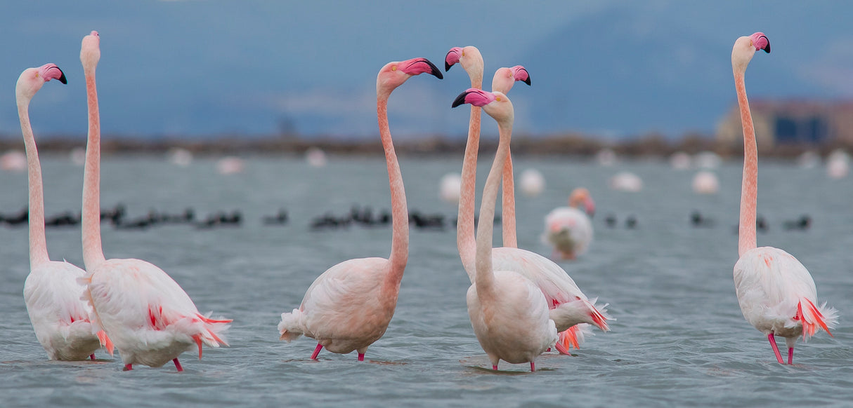 Greater flamingo Poster och Canvastavla