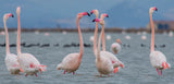 Greater flamingo Poster och Canvastavla