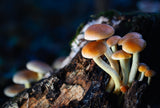 Fantasy Mushrooms 2 Poster och Canvastavla