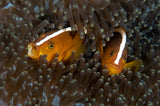 Skunk Anemone Fish Poster och Canvastavla