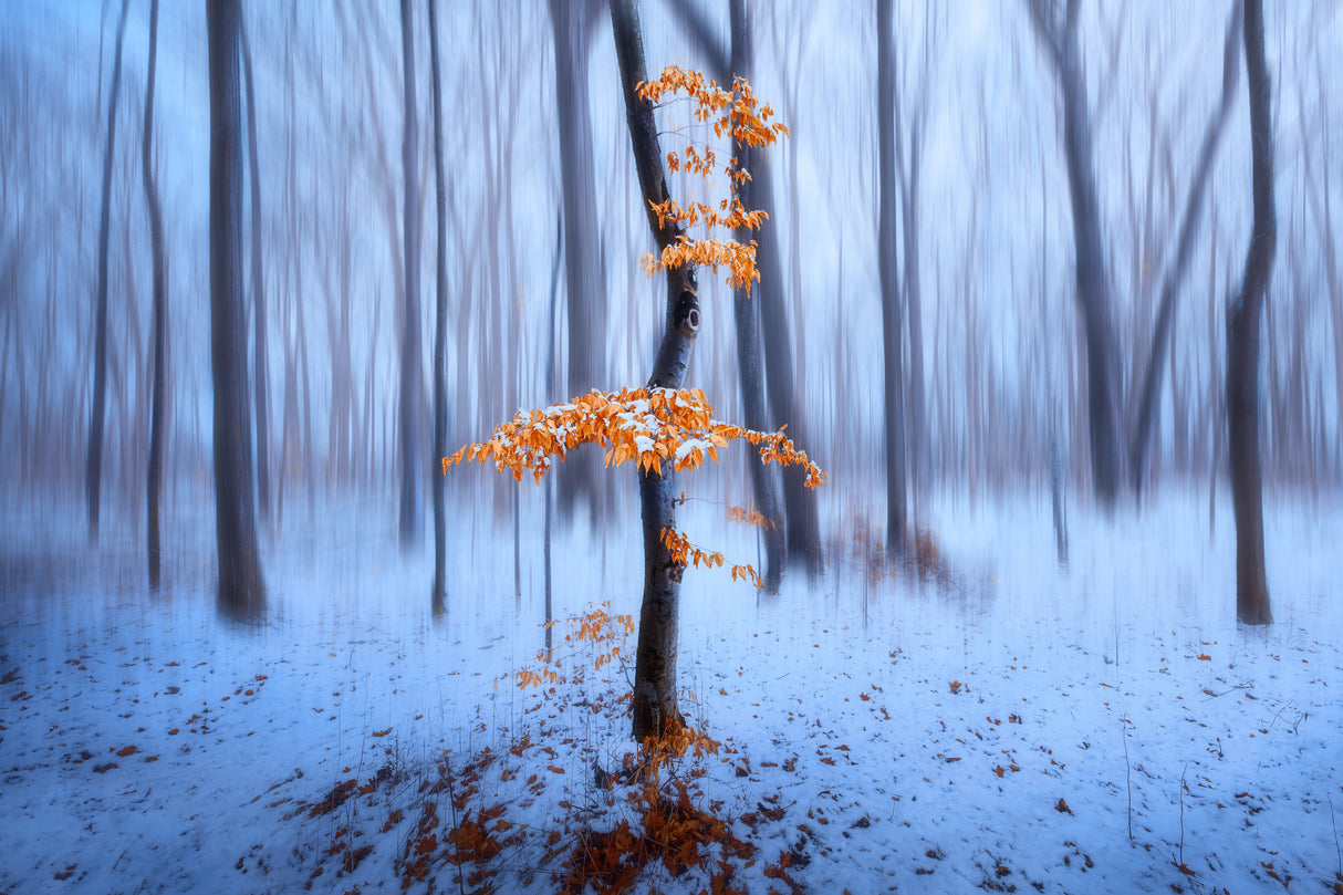 The Last Autumn Leaves Poster och Canvastavla