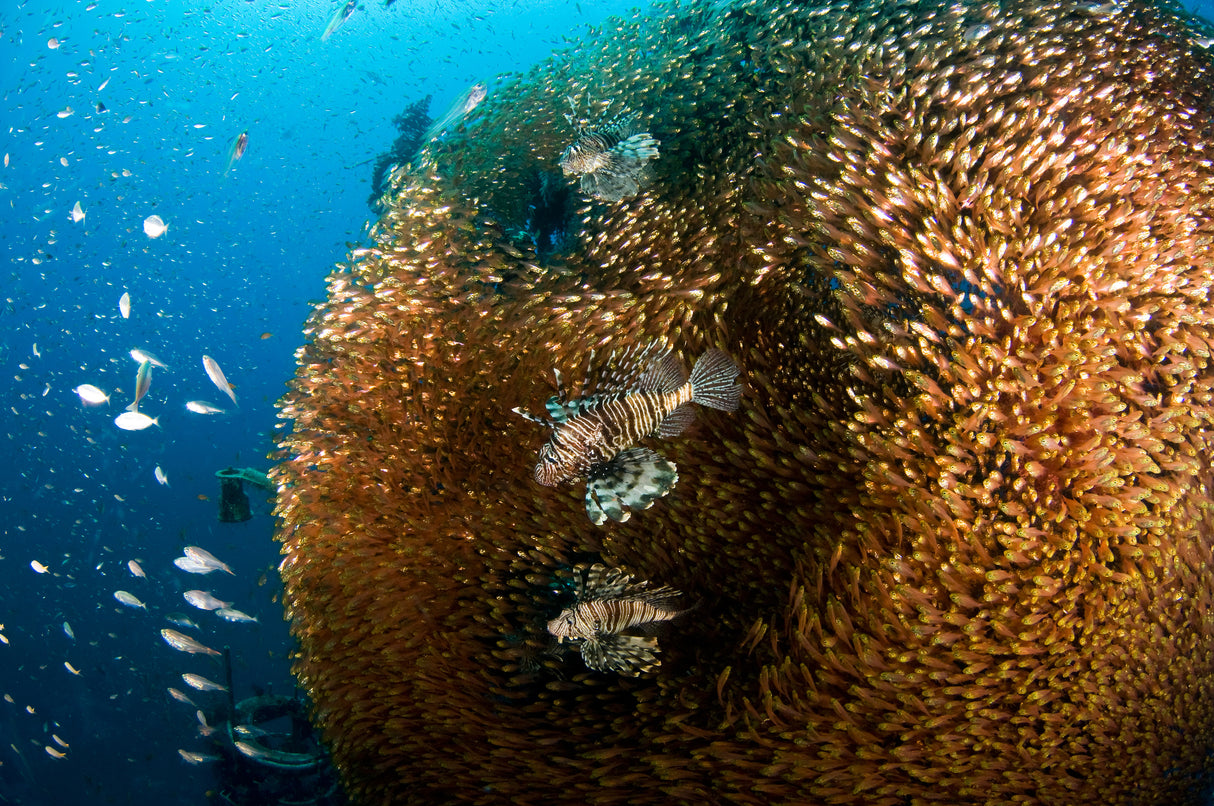 Glass and Lion Fish Poster och Canvastavla