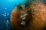 Glass and Lion Fish Poster och Canvastavla
