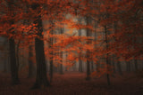 Vibrant red Poster och Canvastavla