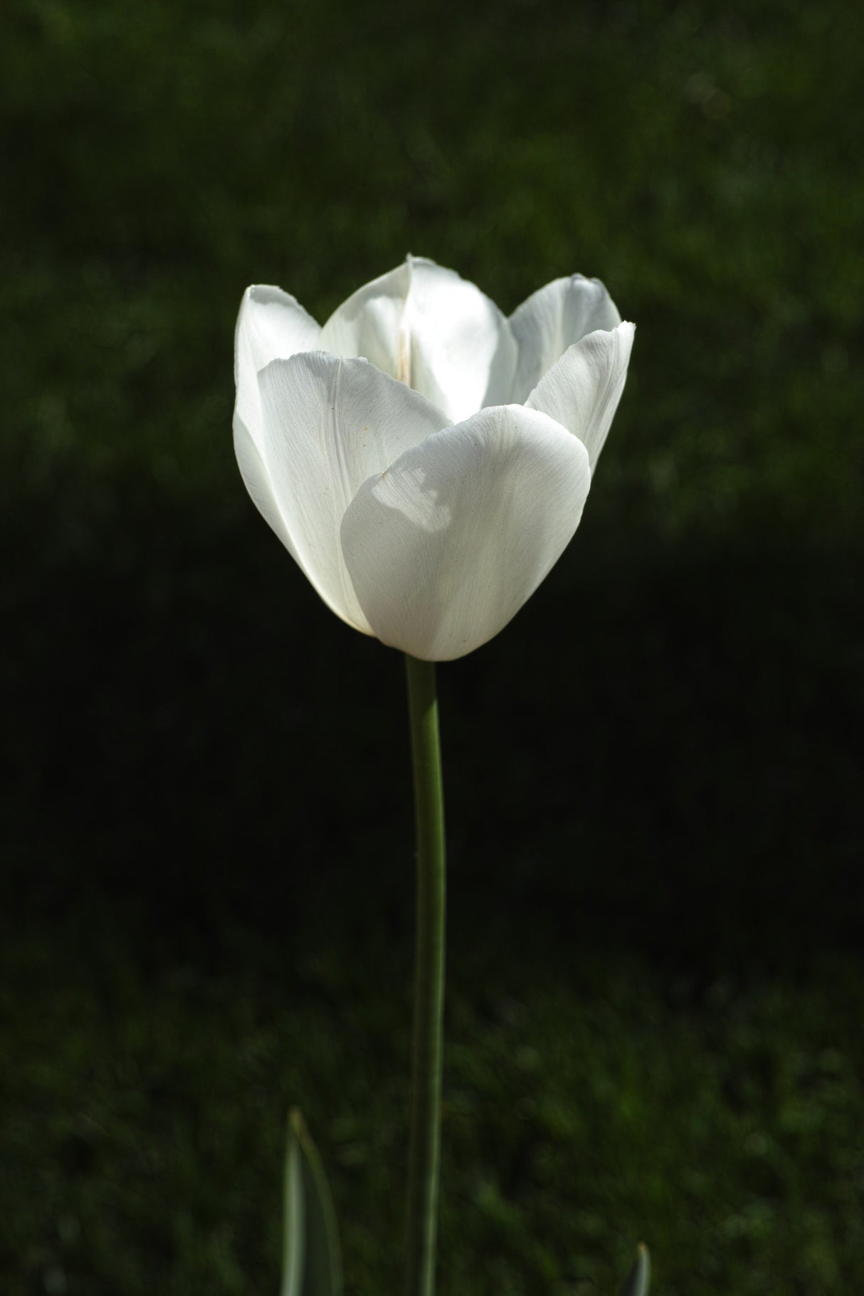 white tulip close up Poster och Canvastavla