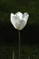 white tulip close up Poster och Canvastavla