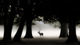 Red Deer Stag in early morning Poster och Canvastavla