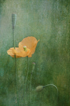 Poppy Poster och Canvastavla