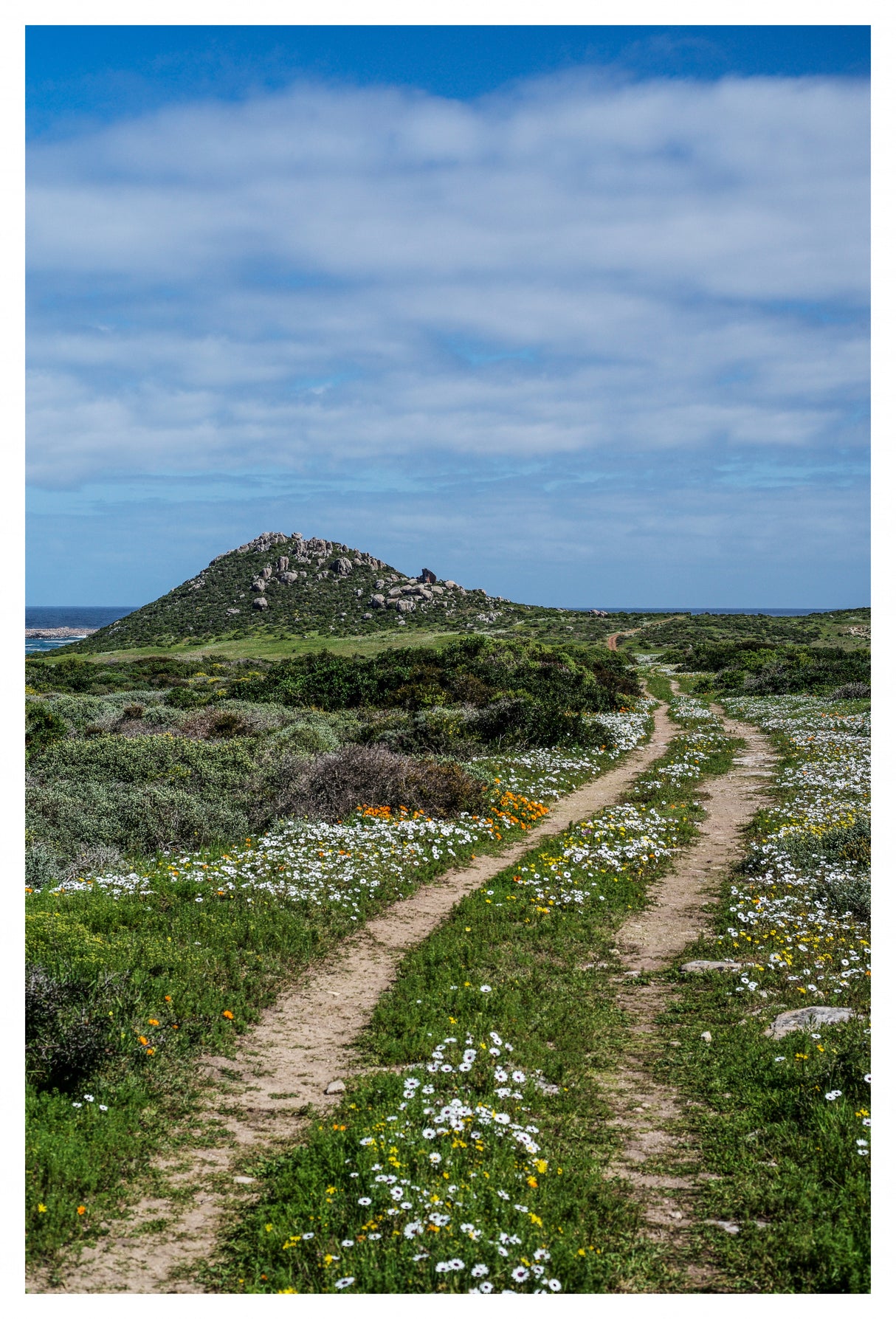 Daisy Path Poster och Canvastavla