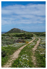 Daisy Path Poster och Canvastavla