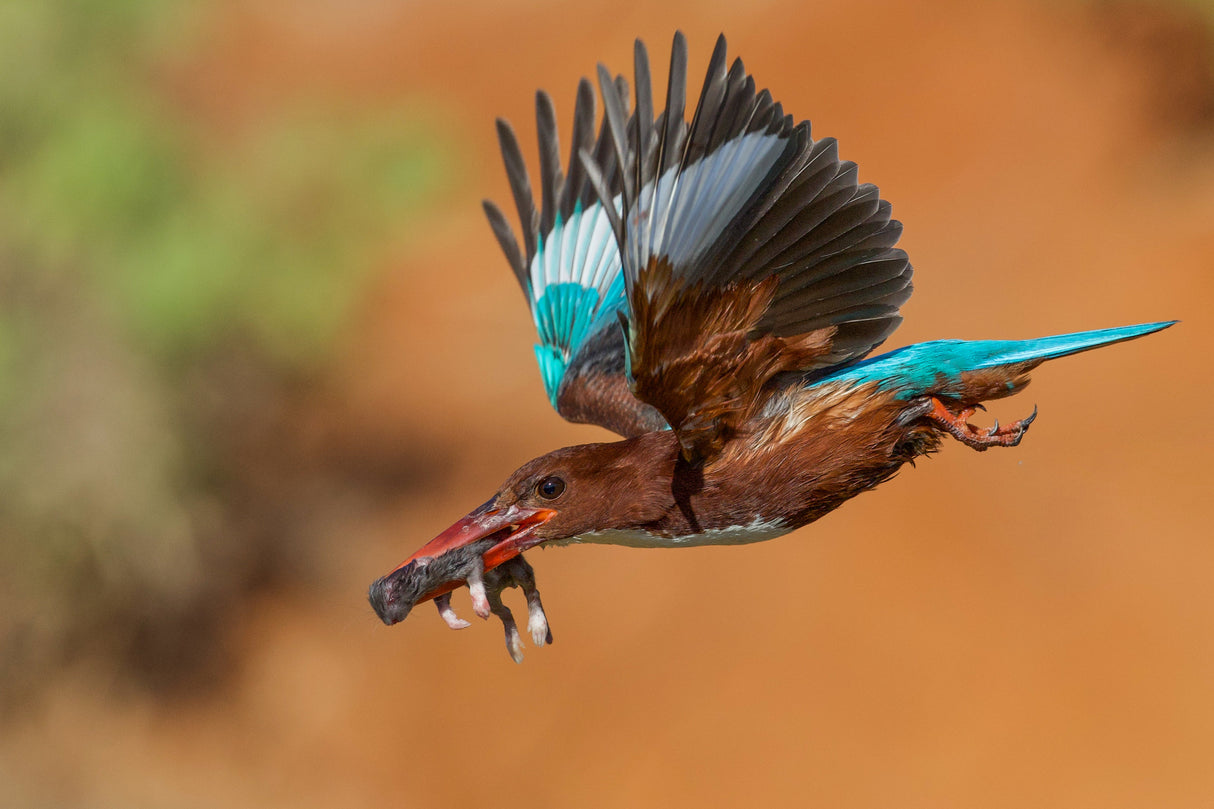 White Throated Kingfisher Poster och Canvastavla