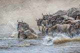 Survival and chaos of the crossing.... Poster och Canvastavla