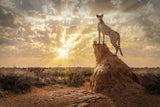 SundownCheetah Poster och Canvastavla