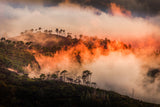 Wildfire Poster och Canvastavla