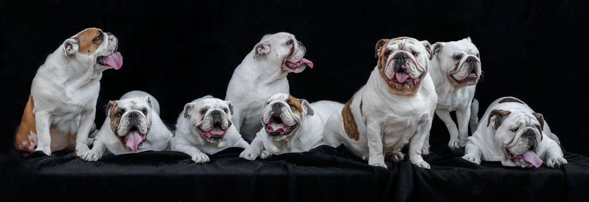 Meet Noortje and her offspring Poster och Canvastavla