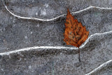 Frozen leaf Poster och Canvastavla