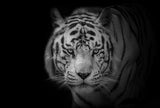 Feline look Poster och Canvastavla