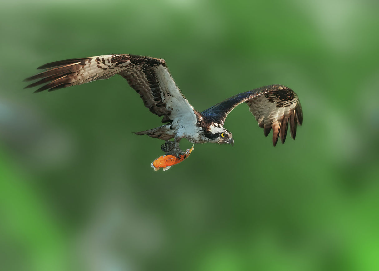 Osprey in Prey Poster och Canvastavla