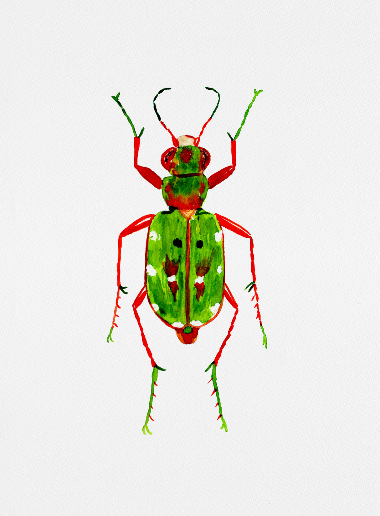 Green tiger beetle or Cicindela campestris Poster och Canvastavla