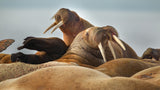 Walrus colony Poster och Canvastavla