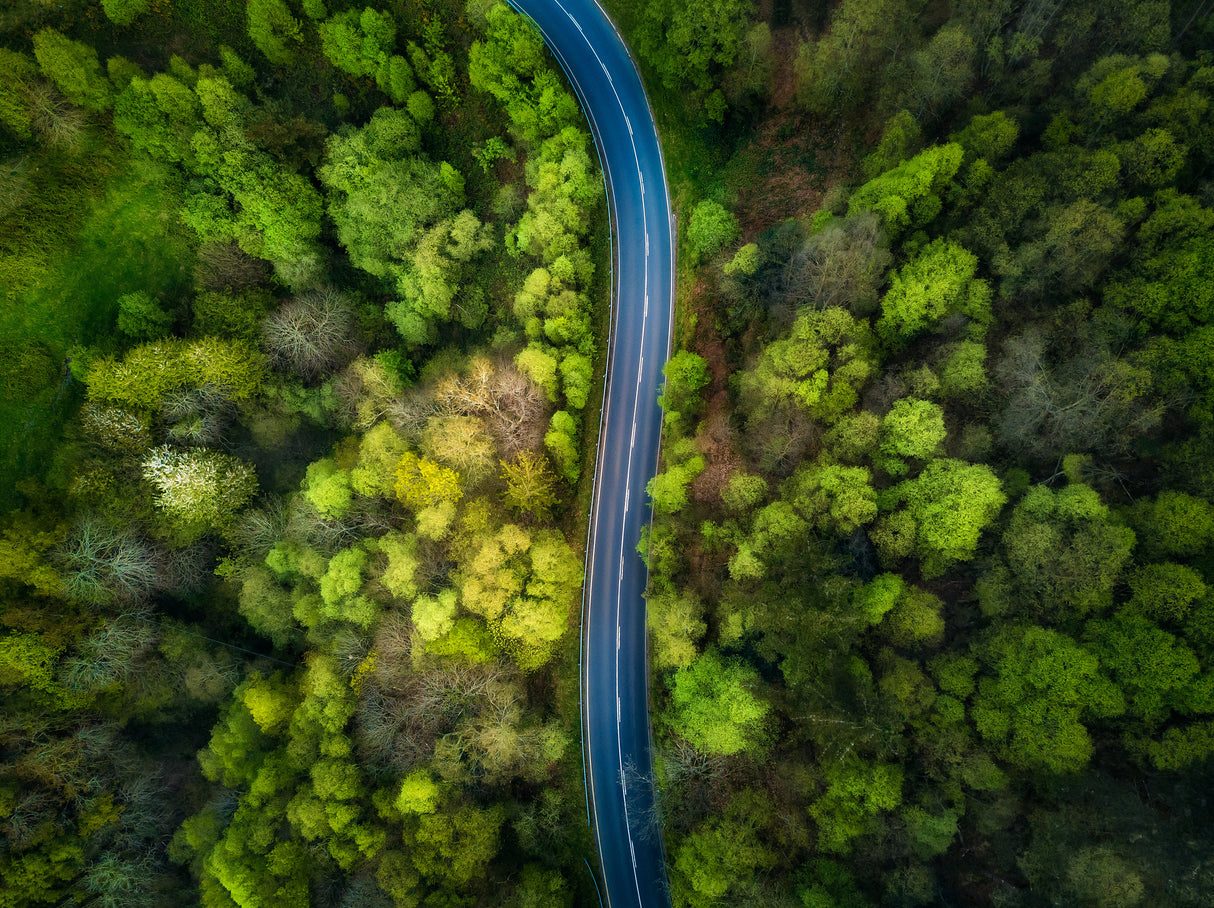 Road in the forest Poster och Canvastavla